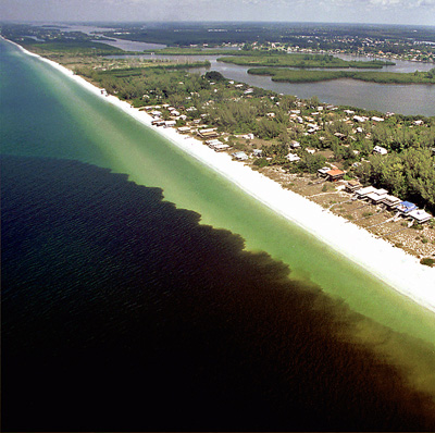 Karenia brevis along the Florida Gulf Coast. (NOAA)